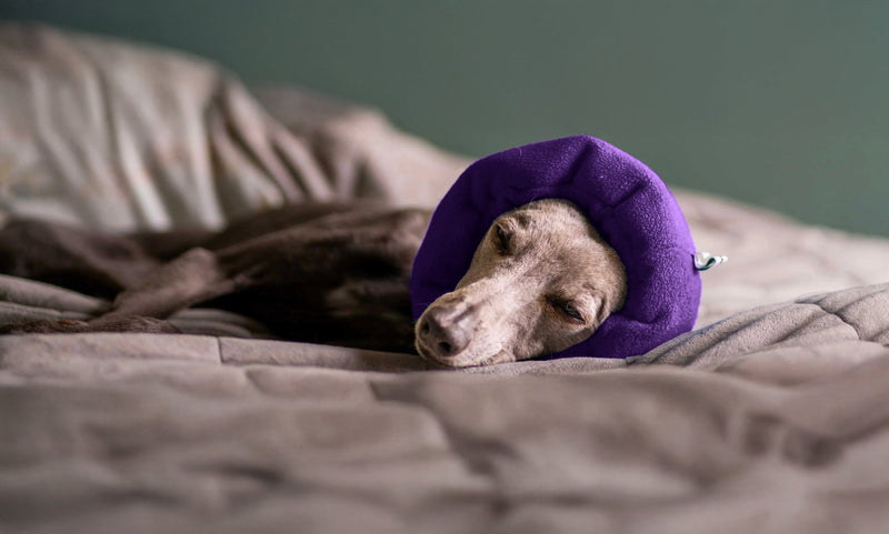Bonfire Night: How to Keep Your Dogs and Horses Calm During Fireworks