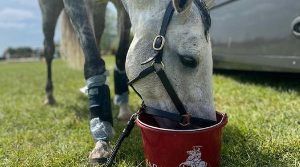 Thirsty Work: Dehydration In Horses