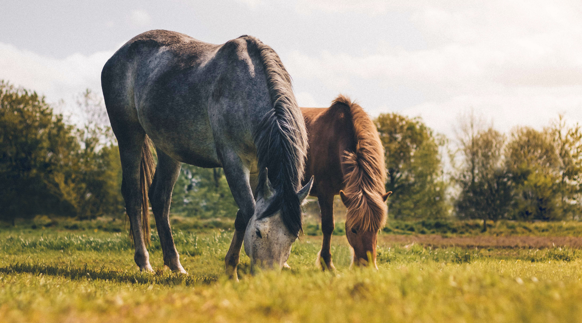 Feeding those prone to laminitis