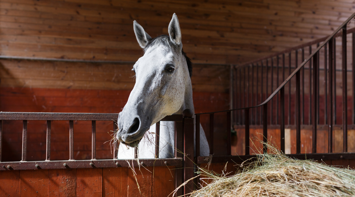 Winter Feeding & Supplements For Your Horse