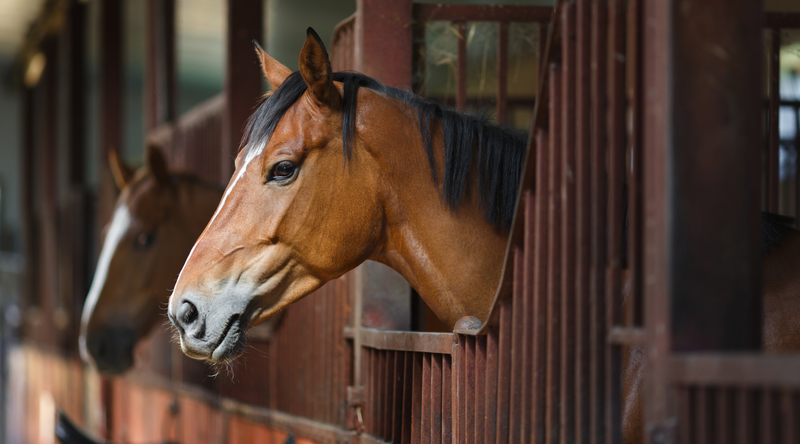 Wormer Resistance in Horses: What Every Owner Needs to Know