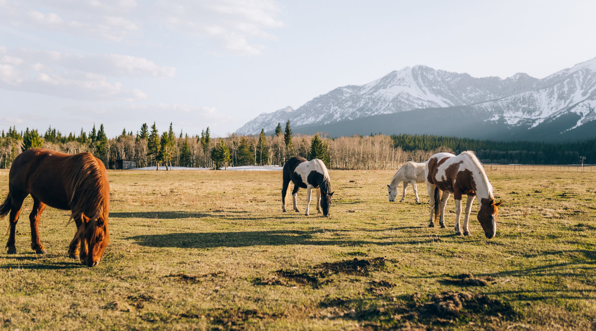 A Grain of Prevention. Understanding and managing Sand Colic