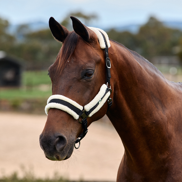 Dublin Soft Fit Headcollar - Black