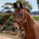 Dublin Neo Comfort Headcollar - Burgundy