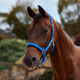 Dublin Neo Comfort Headcollar - Cobalt