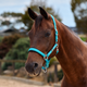 Dublin Neo Comfort Headcollar - Turquoise
