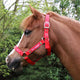 Hy Equestrian Christmas Merry Christmas Head Collar and Lead Rope - Red