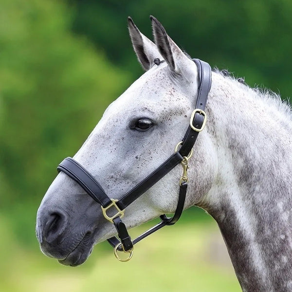Velociti GARA Leather Travel Headcollar - Black