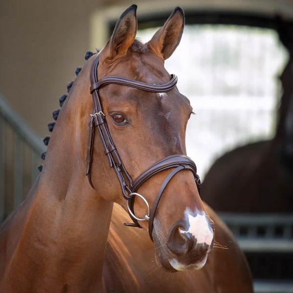 Lusso Padded Raised Flash Bridle - Havana