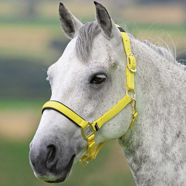 Shires Topaz Headcollar - Yellow