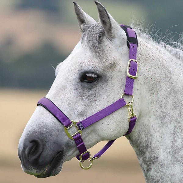 Shires Topaz Headcollar - Purple
