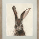 Camelot Jack Hare Artwork