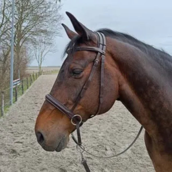 F.R.A Indy Bitless Bridle with Reins - Havana Brown
