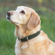 Benji & Flo Noble Suede Dog Collar - - Green/Gold