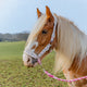 Cath Kidston Cowgirl Headcollar & Leadrope Set