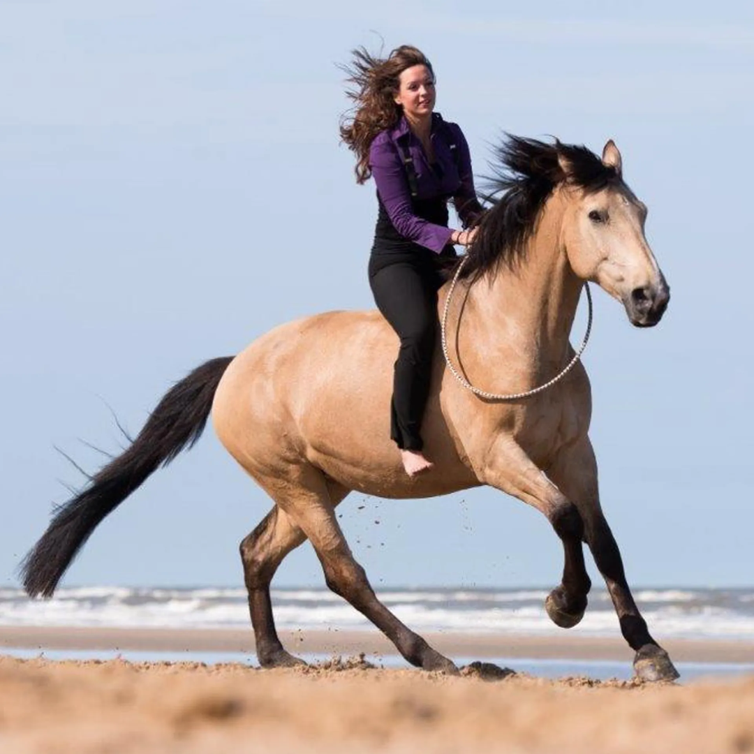 Natural Horsemanship: What Is It All About?