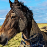 Managing The Mud: Tips For Managing Mud Fever