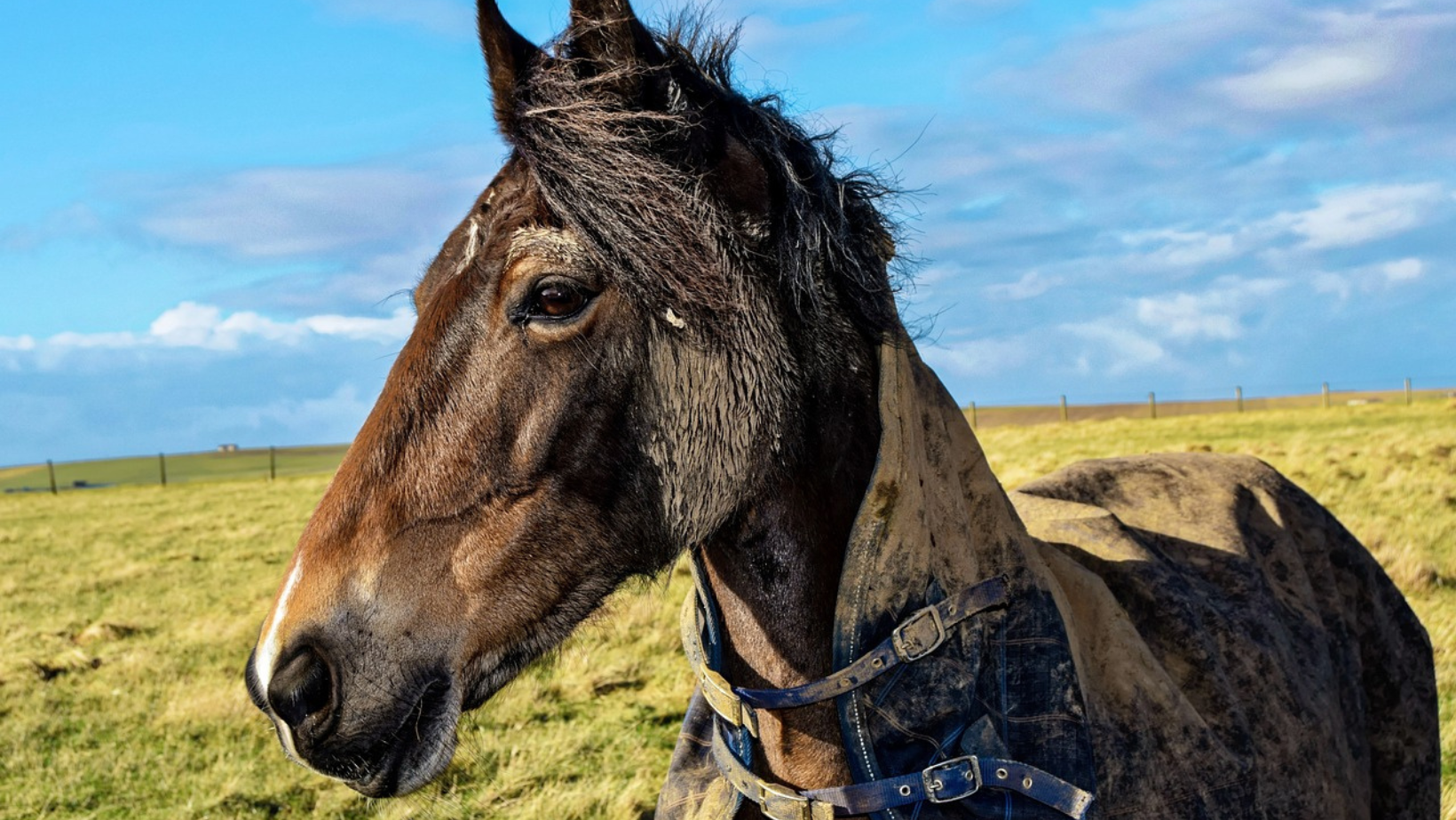 Managing The Mud: Tips For Managing Mud Fever