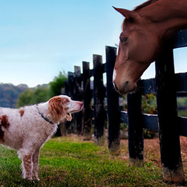 R&R Country Feed Range R & R Country Blog