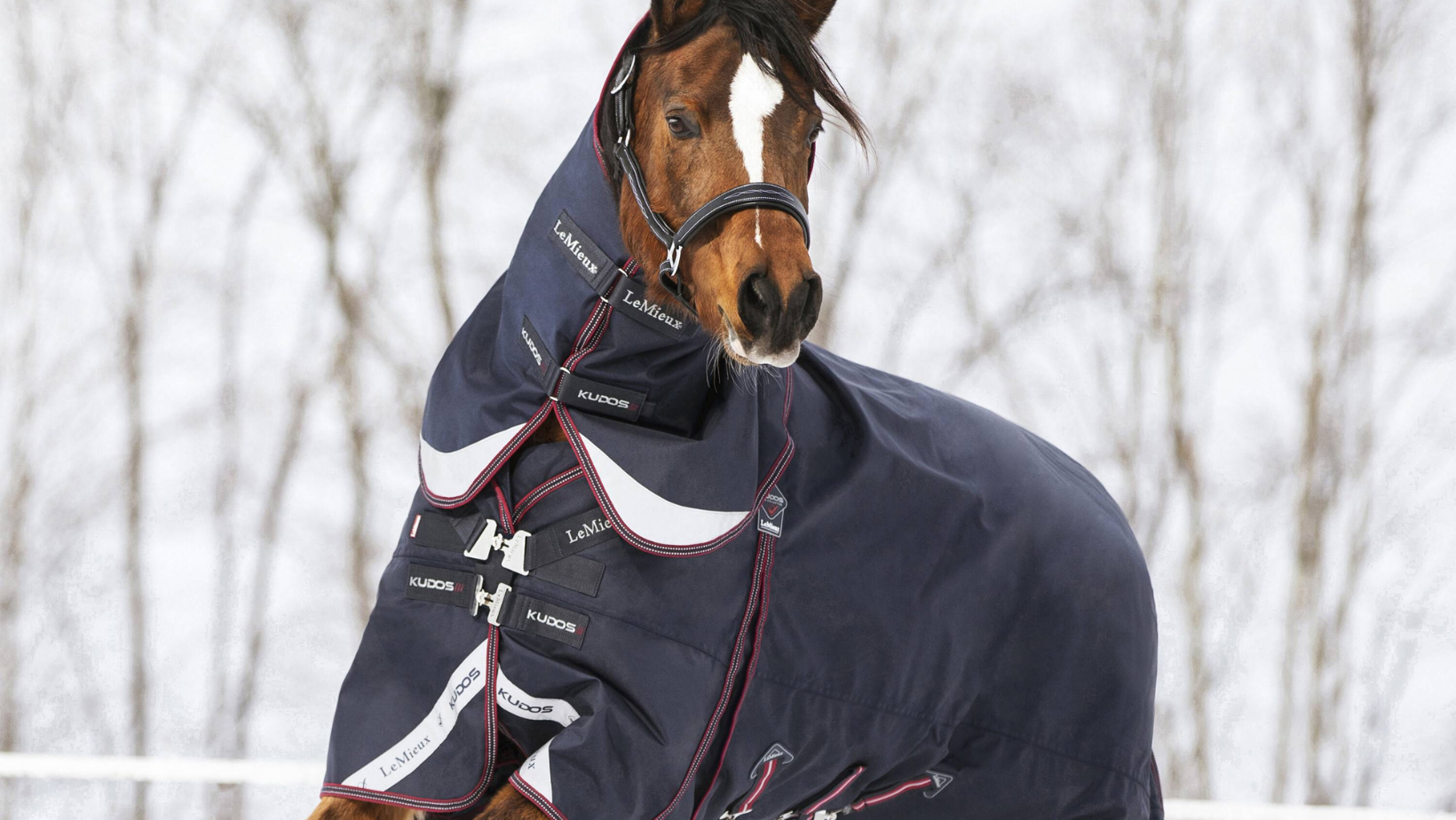 To Rug Or Not To Rug A Guide On Horse Rug Weights R & R Country Blog