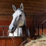 Winter Feeding & Supplements For Your Horse