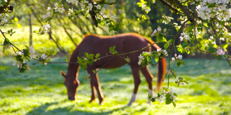 Feeding those prone to laminitis