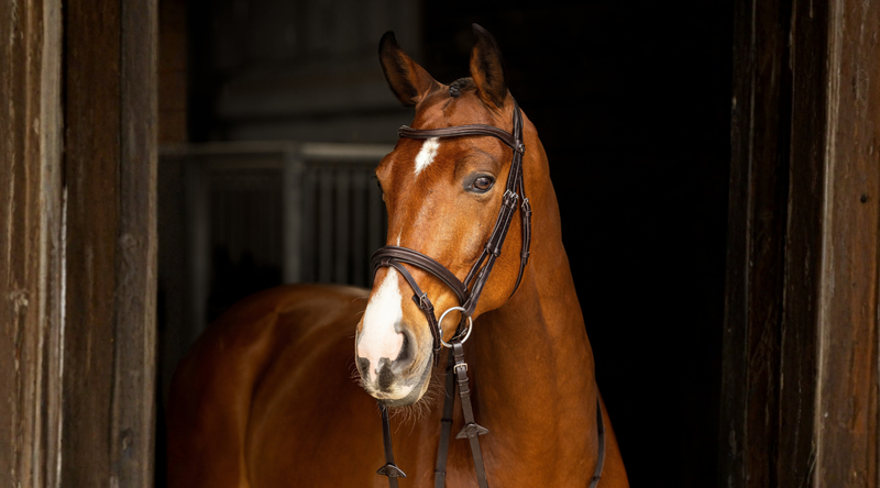 Anatomical Bridles: Why More Riders Are Choosing Them