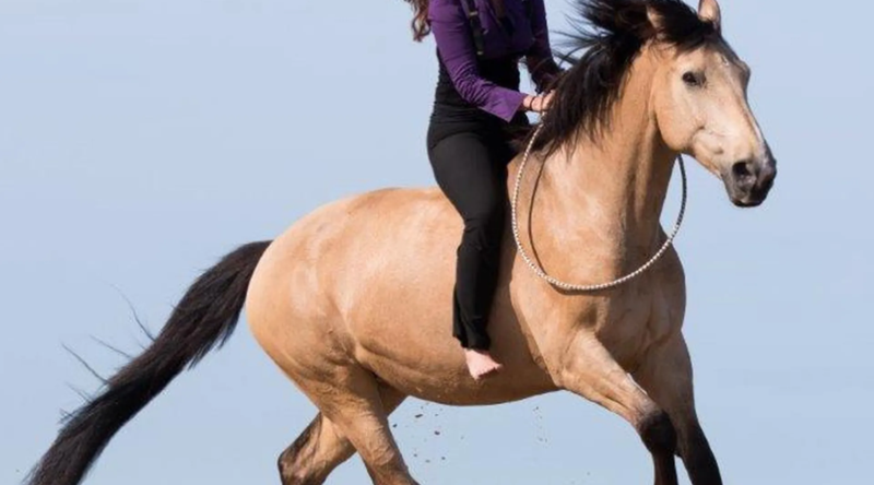 Natural Horsemanship: What Is It All About?