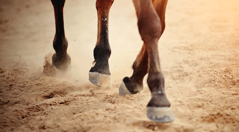 Hooves in the Heat