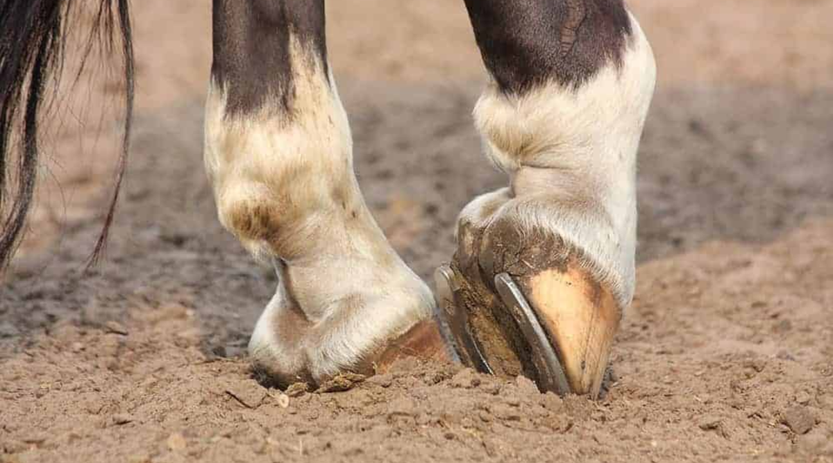 5 Subtle Laminitis Symptoms You Need To Be Aware Of