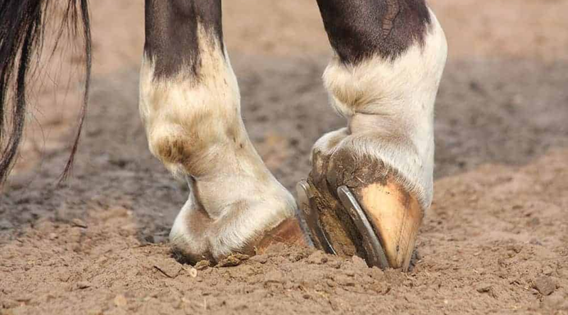 5 Subtle Laminitis Symptoms You Need To Be Aware Of