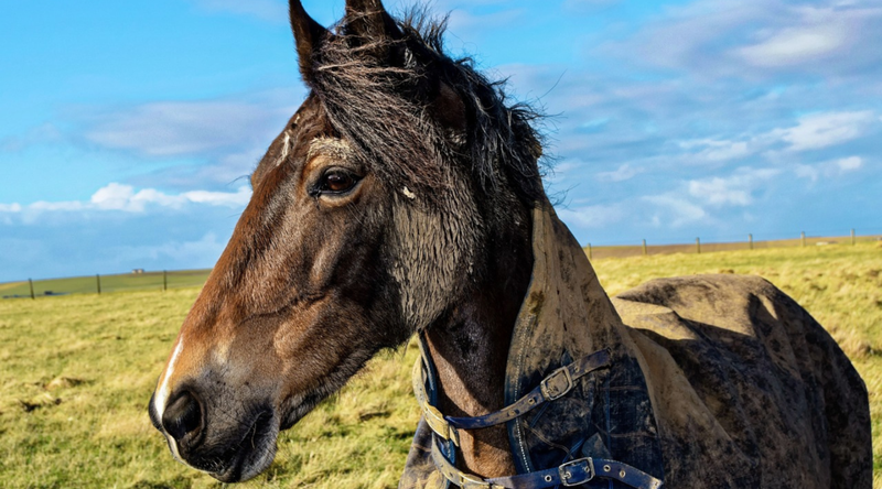 Managing The Mud: Tips For Managing Mud Fever