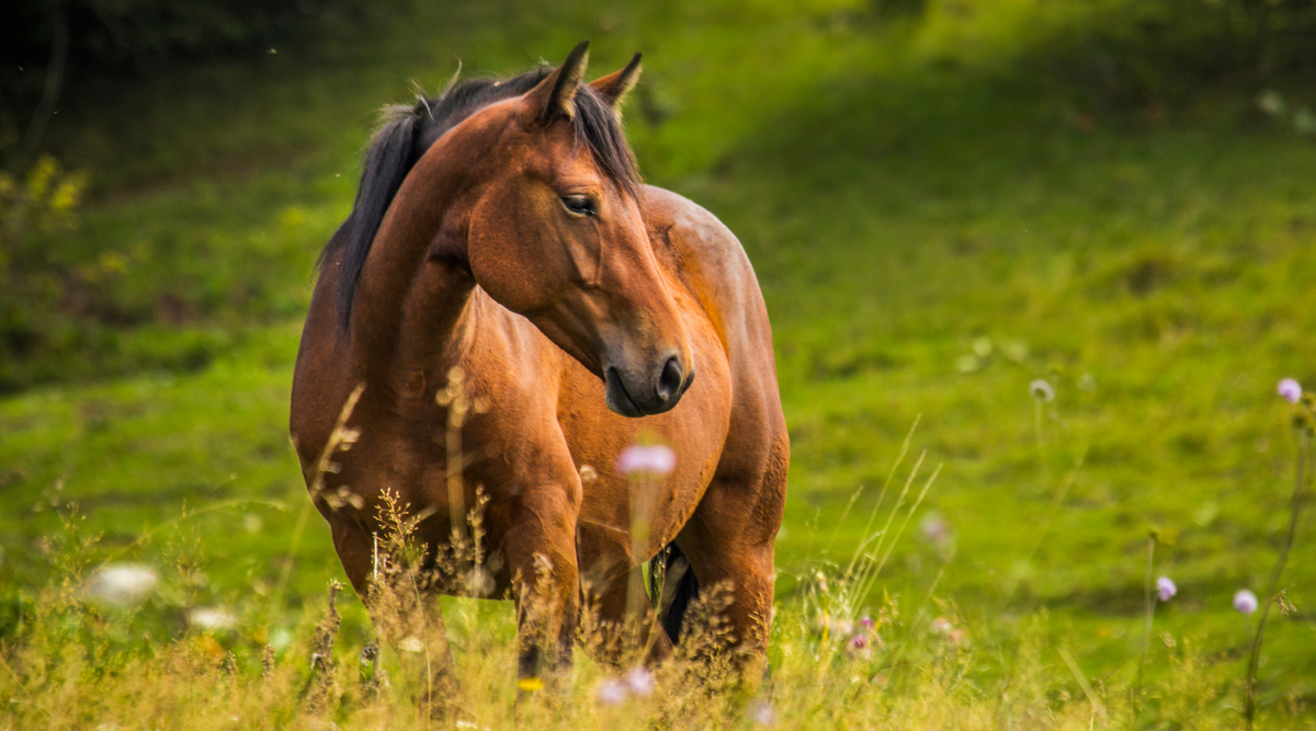 Maintaining Good Pasture: 5 Reasons You Should Poo Pick Your Field