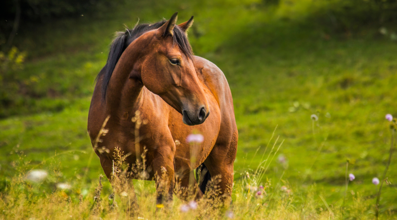 Maintaining Good Pasture: 5 Reasons You Should Poo Pick Your Field