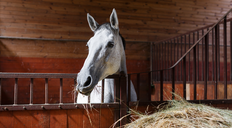 Winter Feeding & Supplements For Your Horse