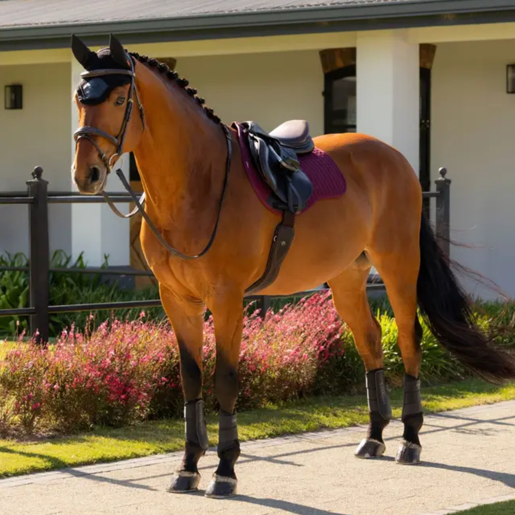 LeMieux Cotton GP Square Pad - Burgundy