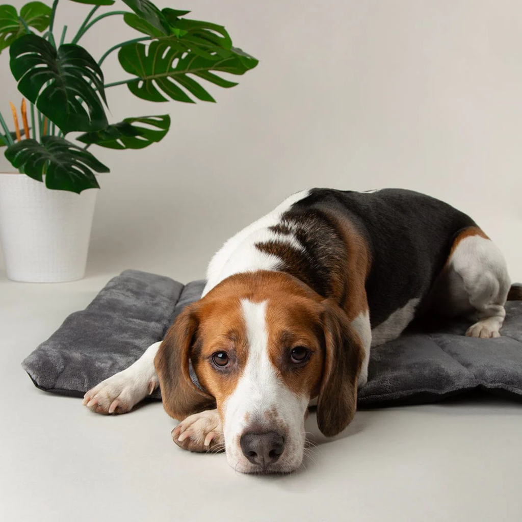 Scruffs Roll Up Travel Pet Bed - Storm Grey