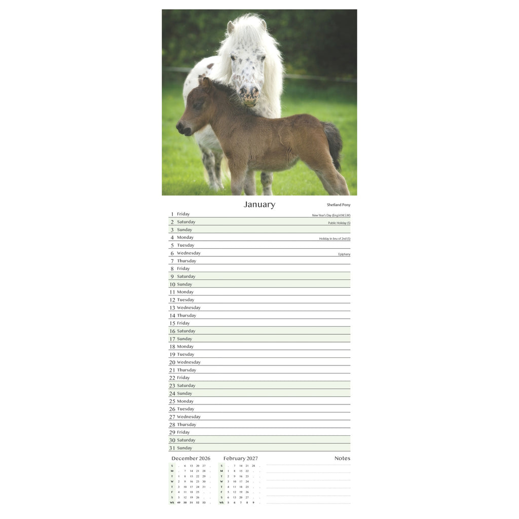Platinum Slim Calender Set  - Foals, Horses, Donkeys and Ponies