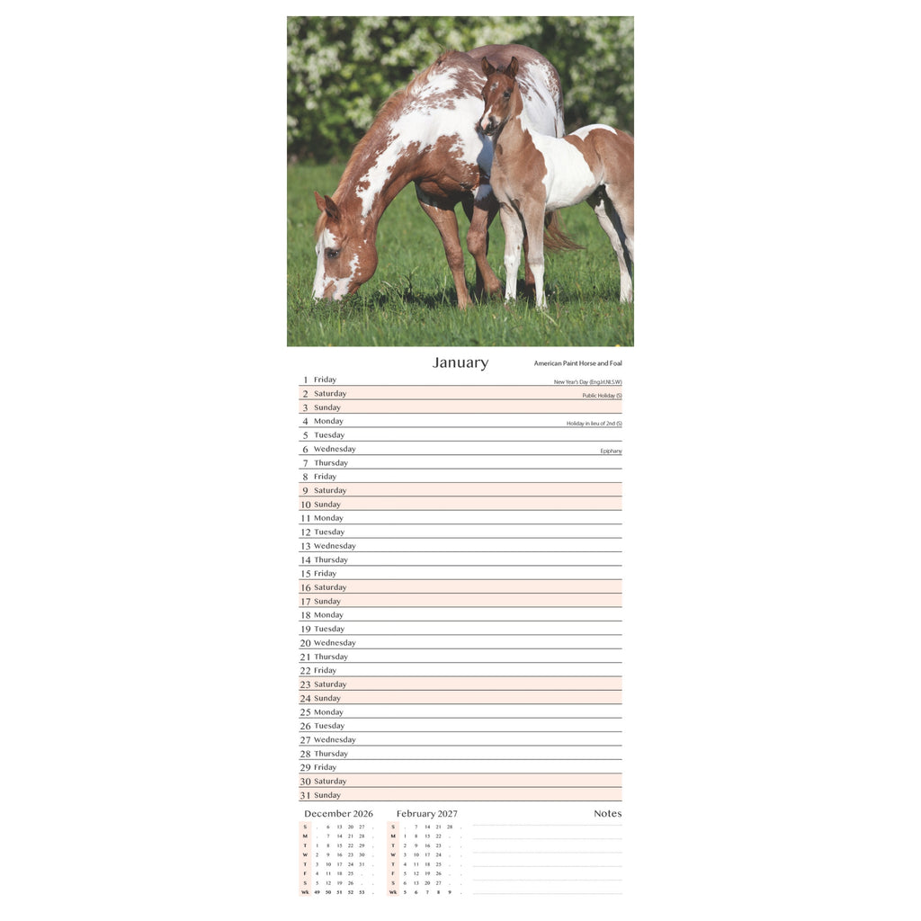 Platinum Slim Calender Set  - Foals, Horses, Donkeys and Ponies