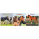 Platinum Square Calendar Set - Horses, Foals, Donkeys and Ponies