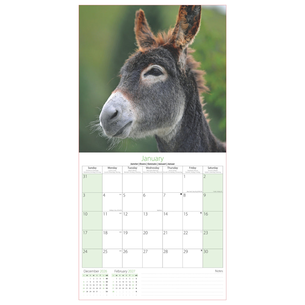 Platinum Square Calendar Set - Horses, Foals, Donkeys and Ponies