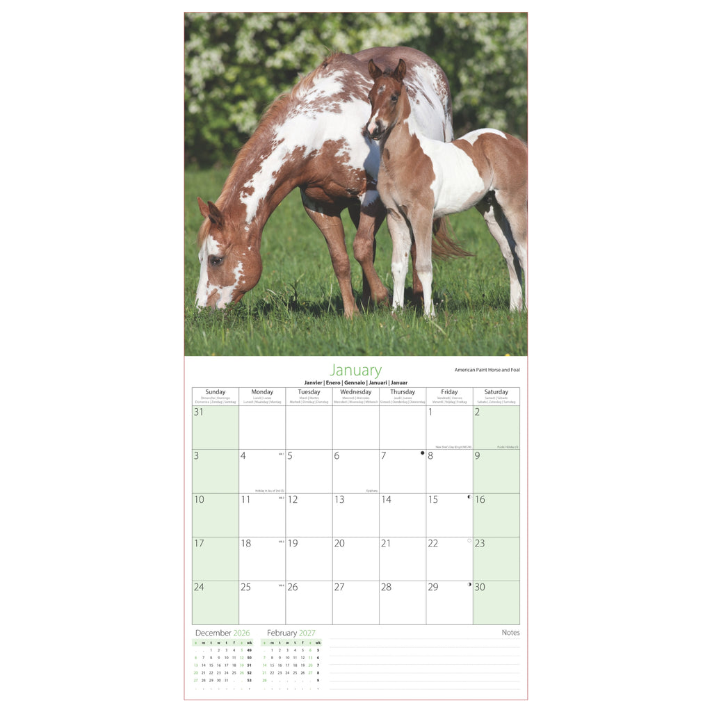 Platinum Square Calendar Set - Horses, Foals, Donkeys and Ponies