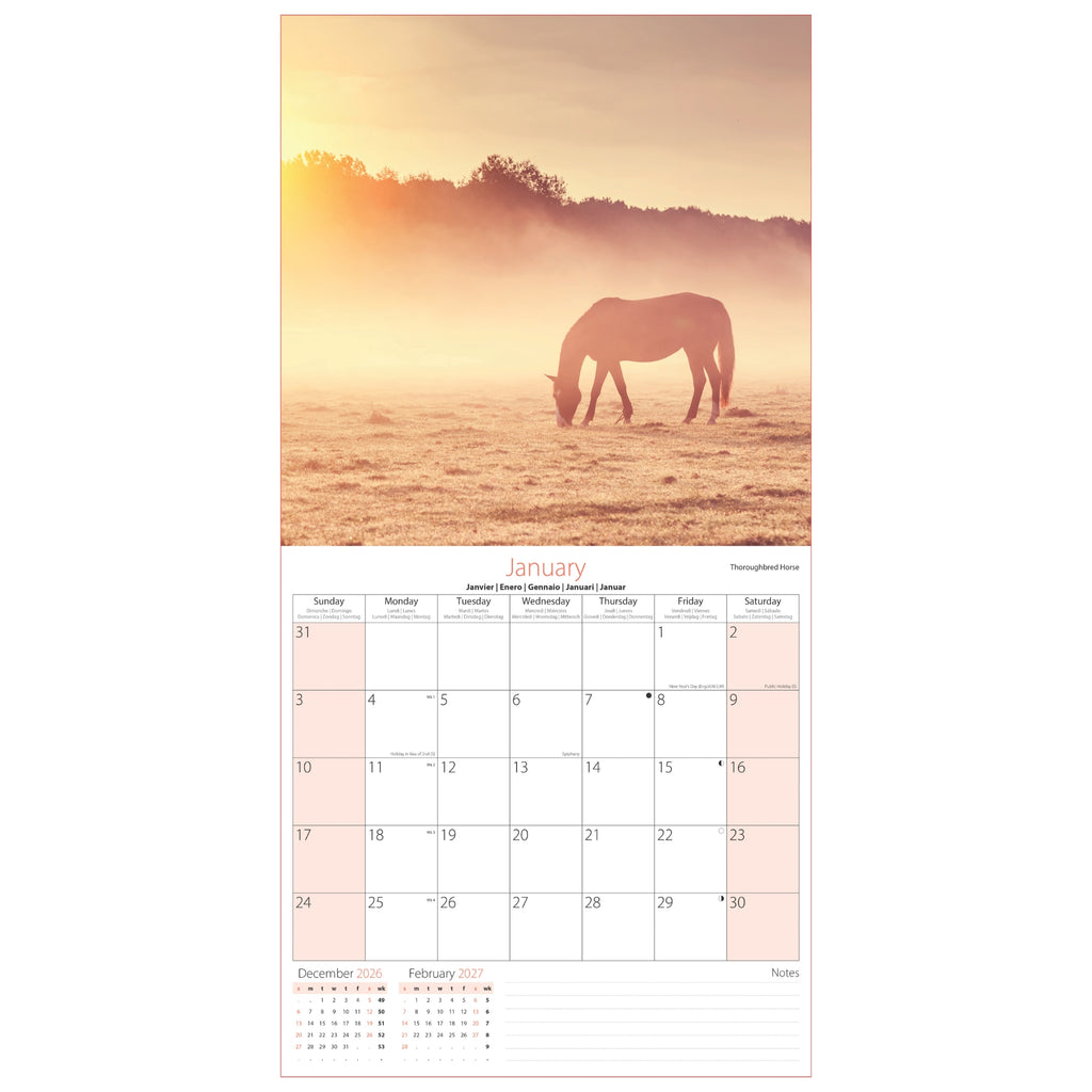 Platinum Square Calendar Set - Horses, Foals, Donkeys and Ponies