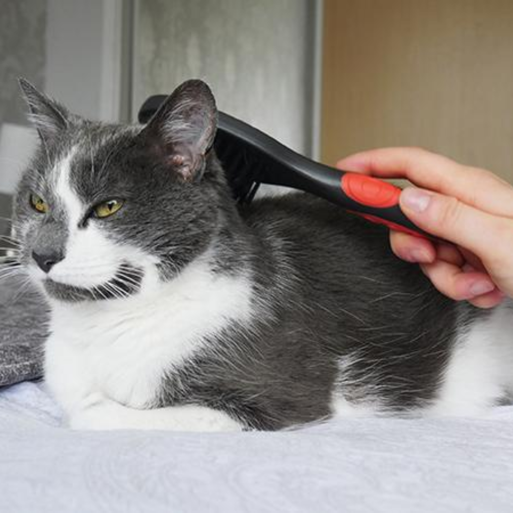 Rosewood Cat Brush