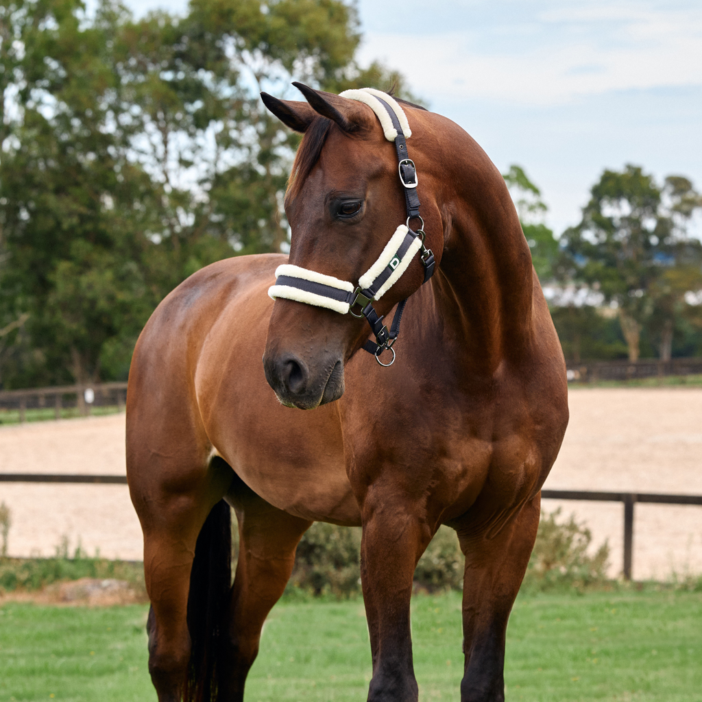 Dublin Soft Fit Headcollar - Navy