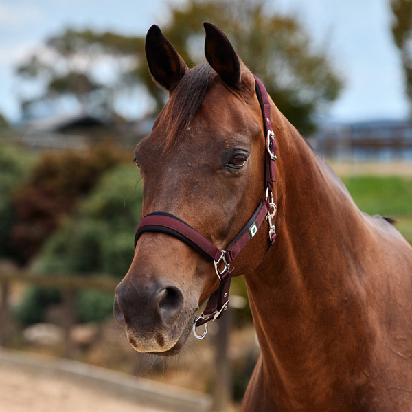 Dublin Neo Comfort Headcollar - Burgundy