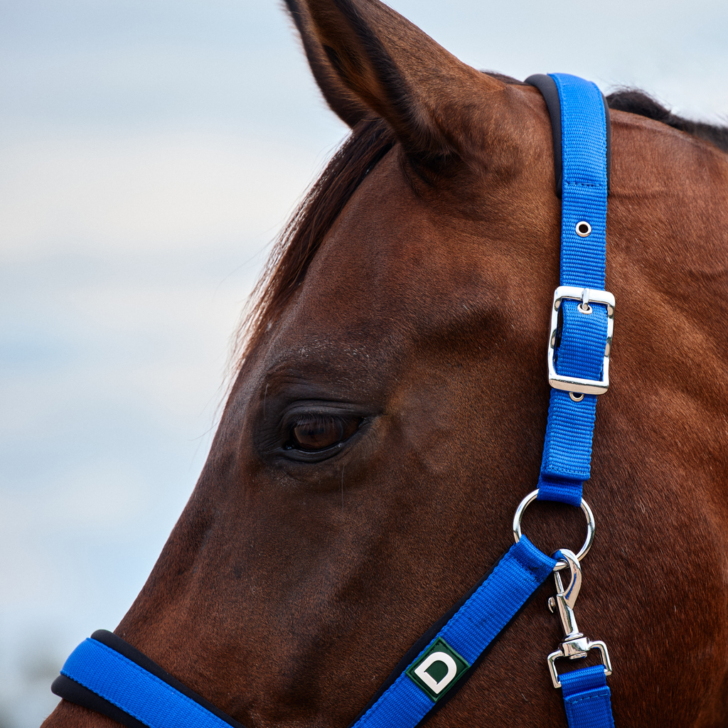 Dublin Neo Comfort Headcollar - Cobalt