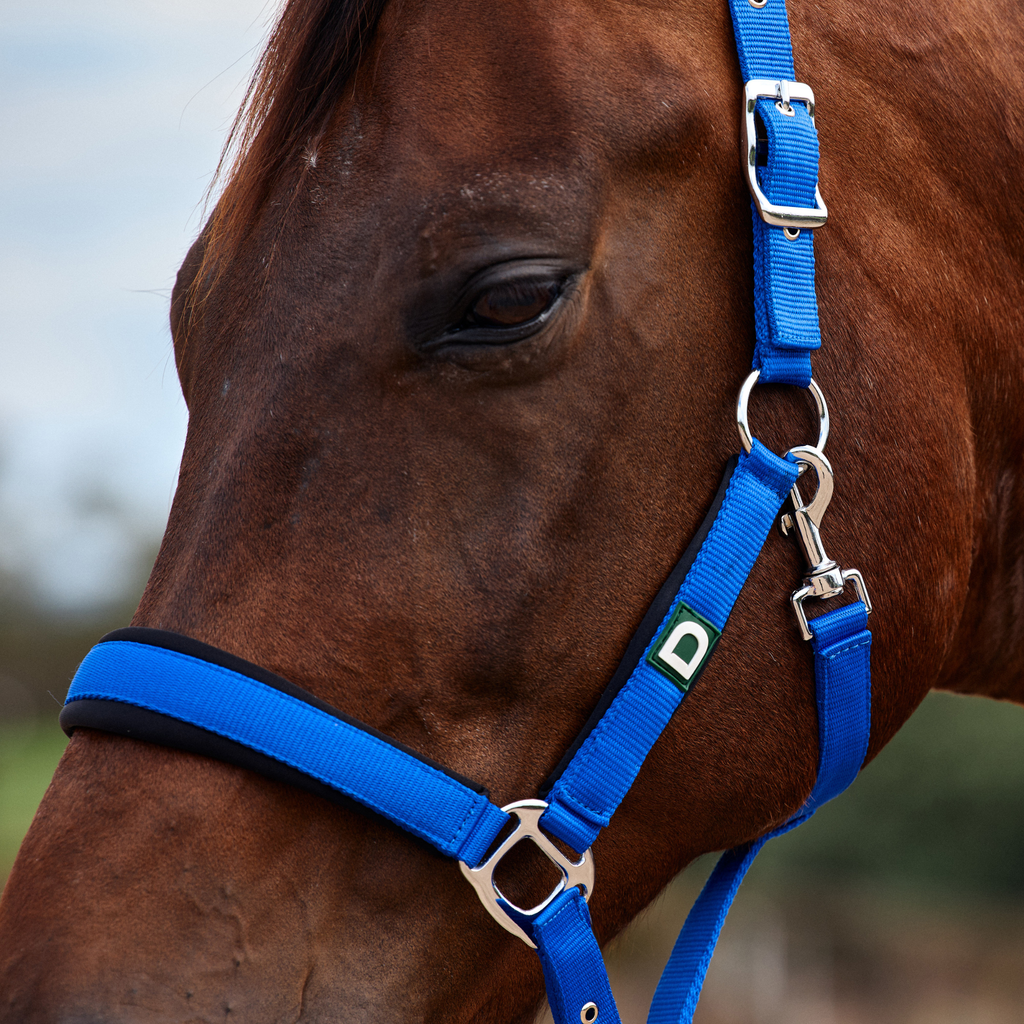 Dublin Neo Comfort Headcollar - Cobalt