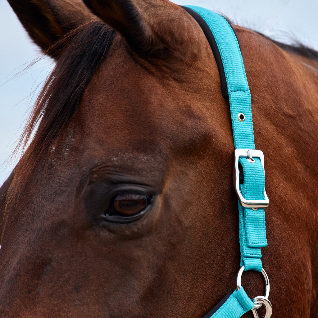 Dublin Neo Comfort Headcollar - Turquoise