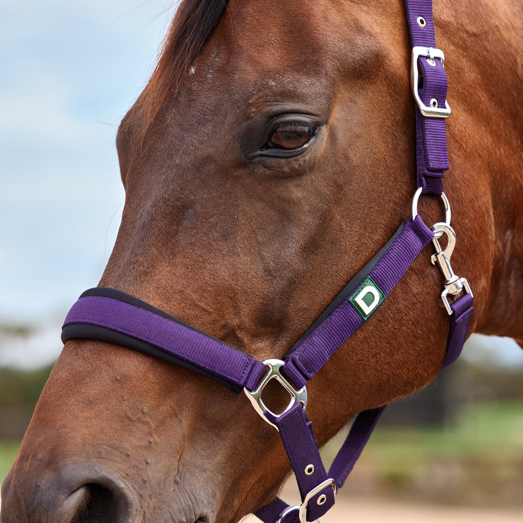 Dublin Neo Comfort Headcollar - Purple